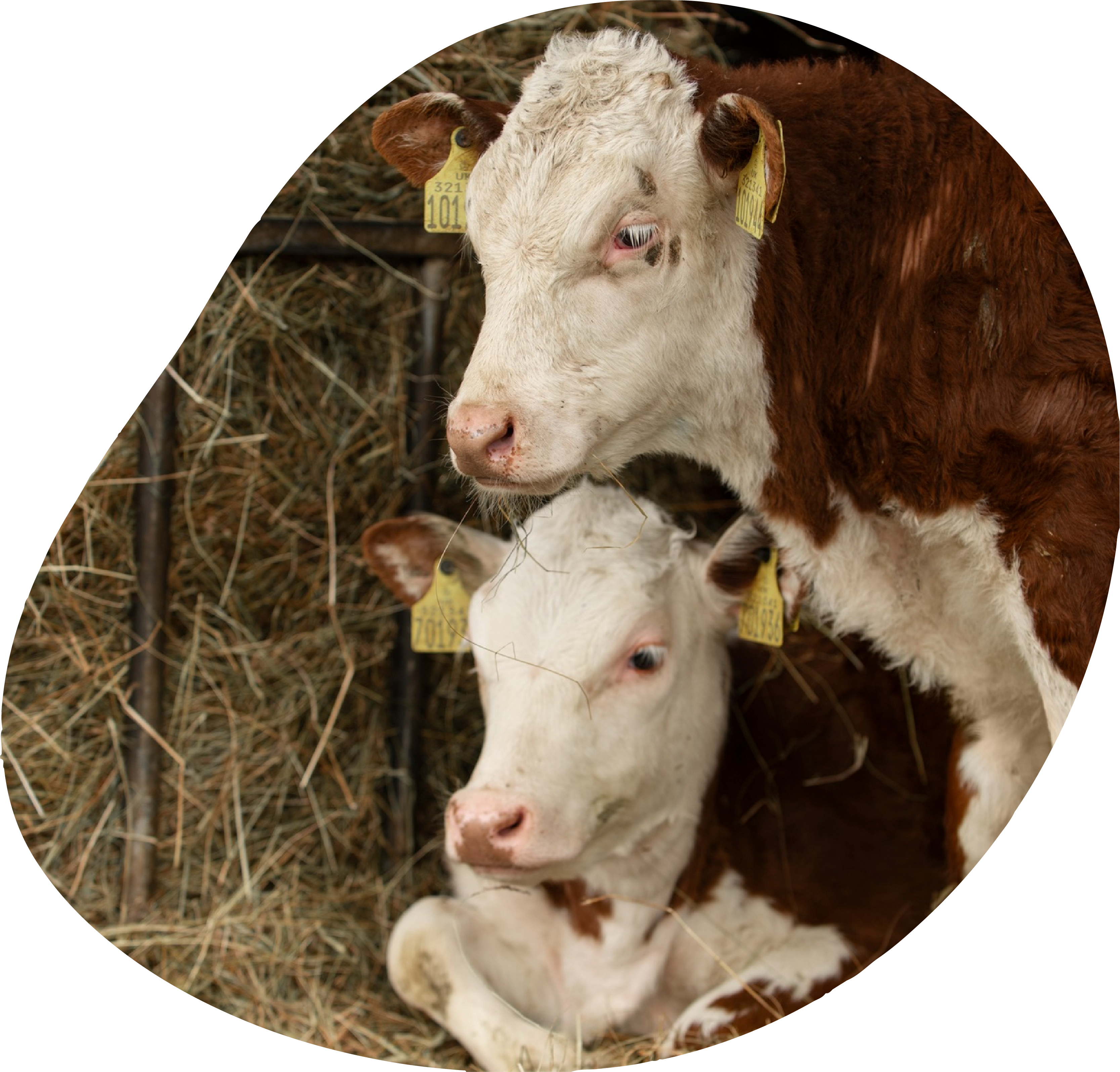 farm-24